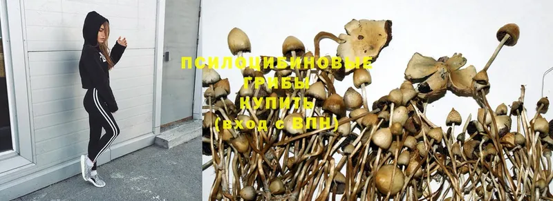 Галлюциногенные грибы MAGIC MUSHROOMS  Чехов 